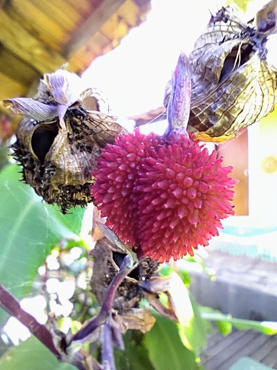 Foto da pousada número 16